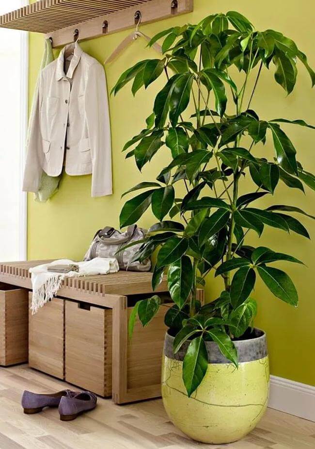 20+ Best Ornamental Air-Purifying Plants That Really Work In Your Home