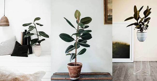 20+ Best Ornamental Air-Purifying Plants That Really Work In Your Home