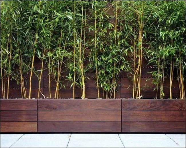 35+ Fantastic Gardening Ideas With Bamboo Trees For Creating A Picturesque Landscape