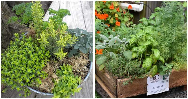 10-Best-Herbs-To-Grow-Together-in-A-Pot-ft