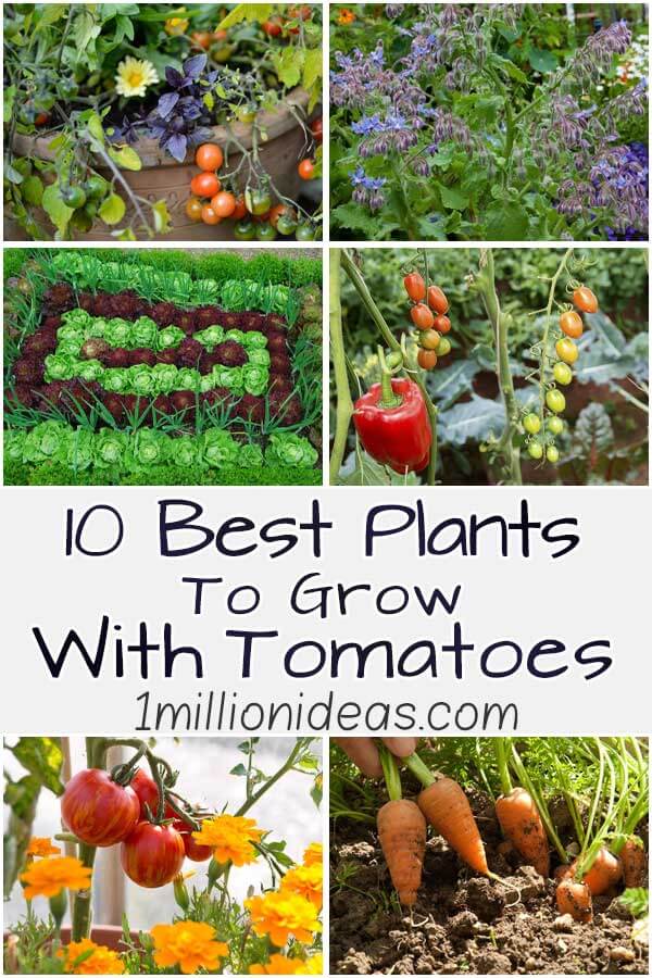 10 Best Plants To Grow With Tomatoes