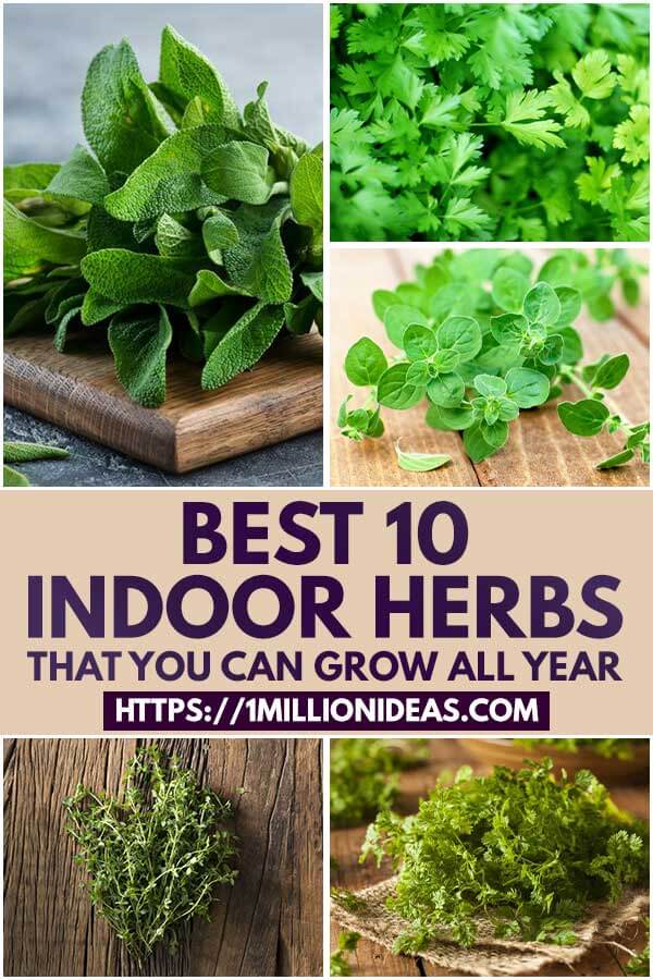 10 Indoor Herbs That You Can Grow All Year