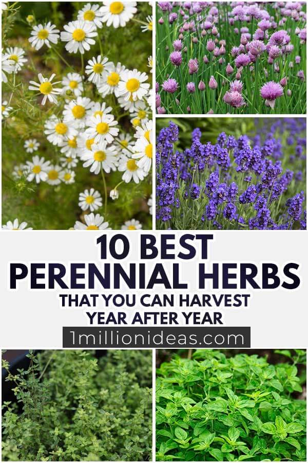 10 Perennial Herbs That You Can Harvest Year After Year