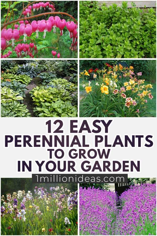 12 Easy Perennial Plants To Grow In Your Garden