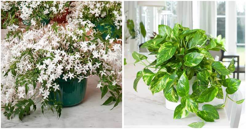 12-Easy-To-Care-Indoor-Vine-Plants-Ft