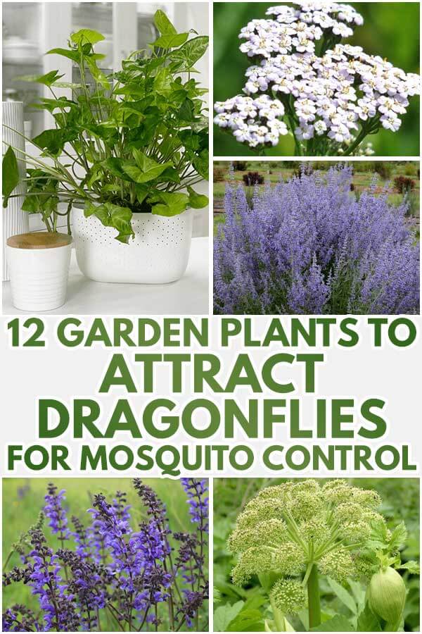 12 Garden Plants To Attract Dragonflies For Mosquito Control