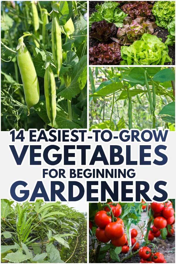 14 Easiest-To-Grow Vegetables For Beginning Gardeners