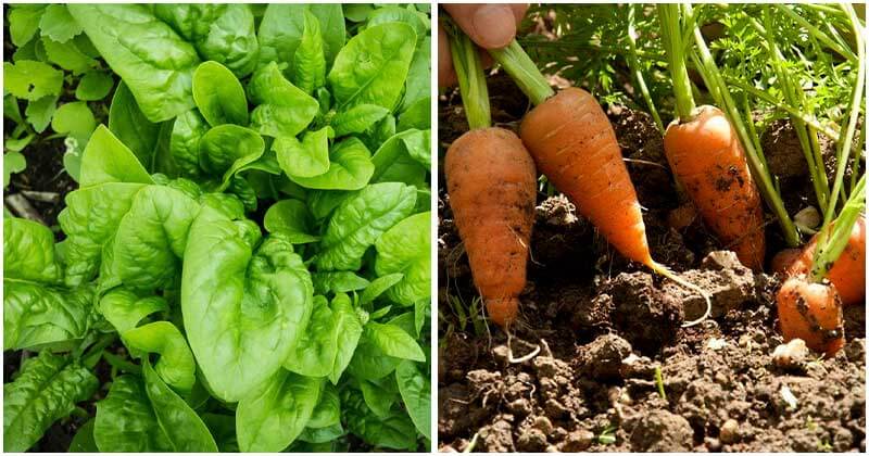 15-Vegetables-That-You-Can-Grow-and-Harvest-In-Just-A-Month-ft