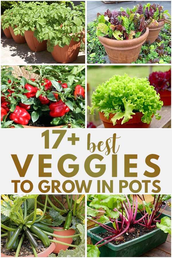 17 Best Veggies To Grow In Pots