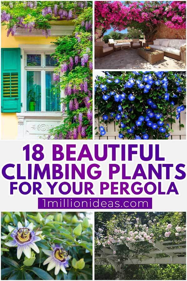 18 Beautiful Climbing Plants For Your Pergola