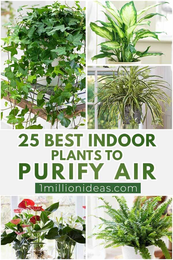 25 Best Indoor Plants To Purify Air