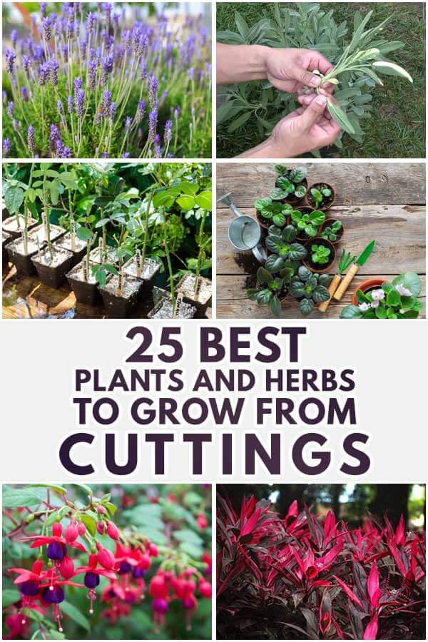 25 Best Plants And Herbs To Grow From Cuttings