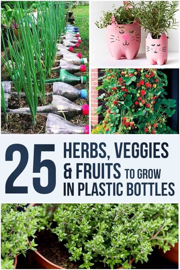 25 Herbs Veggies and Fruits To Grow in Plastic Bottles