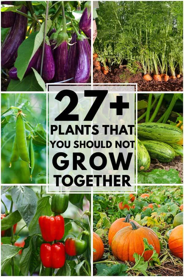 27 Plants That You Should Not Grow Together
