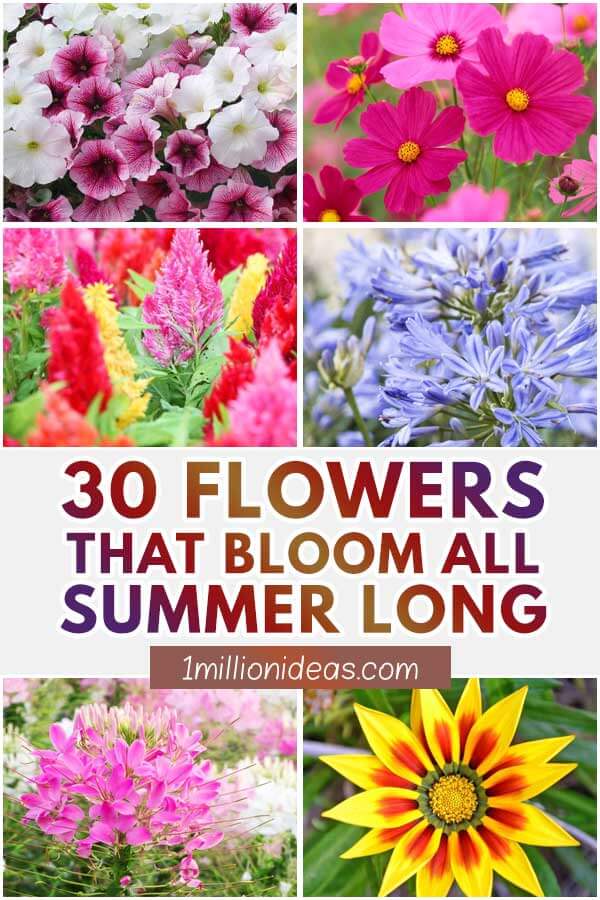 30 Flowers That Bloom All Summer Long