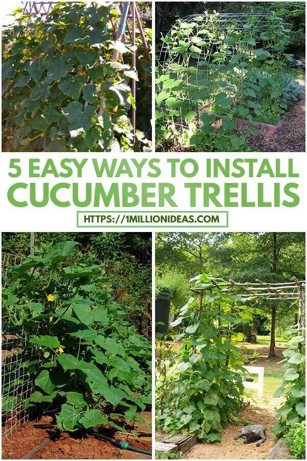 5 Easy Ways To Install Cucumber Trellis
