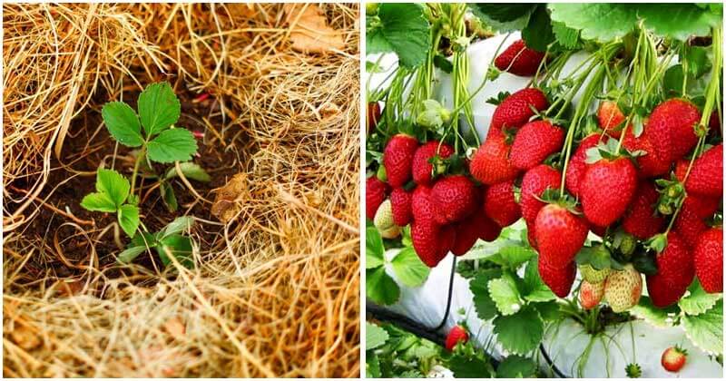 5-Tips-To-Get-Maximum-Yield-Of-Strawberries-ft