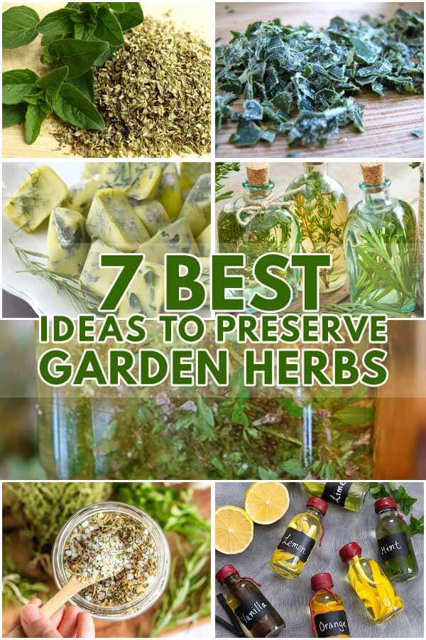 7 Best Ideas To Preserve Garden Herbs