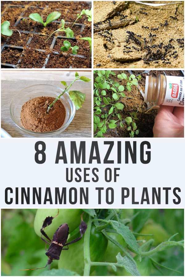 8 Amazing Uses Of Cinnamon To Plants