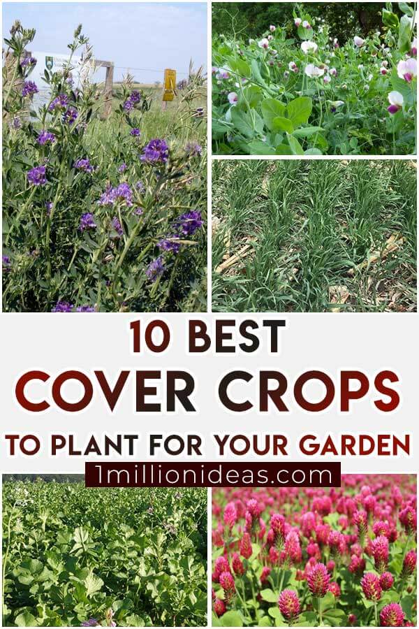 1-Recovered.jpg10-Best-Cover-Crops-To-Plant-For-Your-Garden