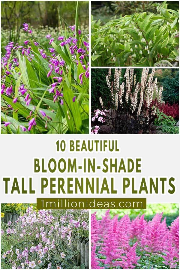 10-Beautiful-Bloom-In-Shade-Tall-Perennial-Plants