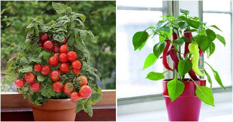 11 Best Vegetables To Grow in Windowsill