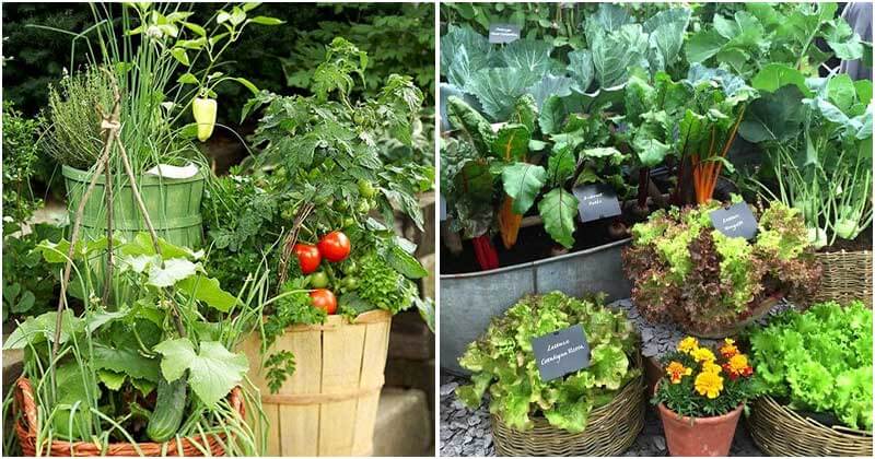 12 Hacks to Build A Creative Container Vegetable Garden