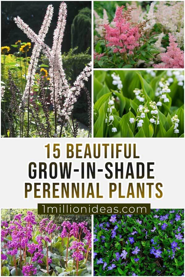 15-Beautiful-Grow-In-Shade-Perennial-Plants