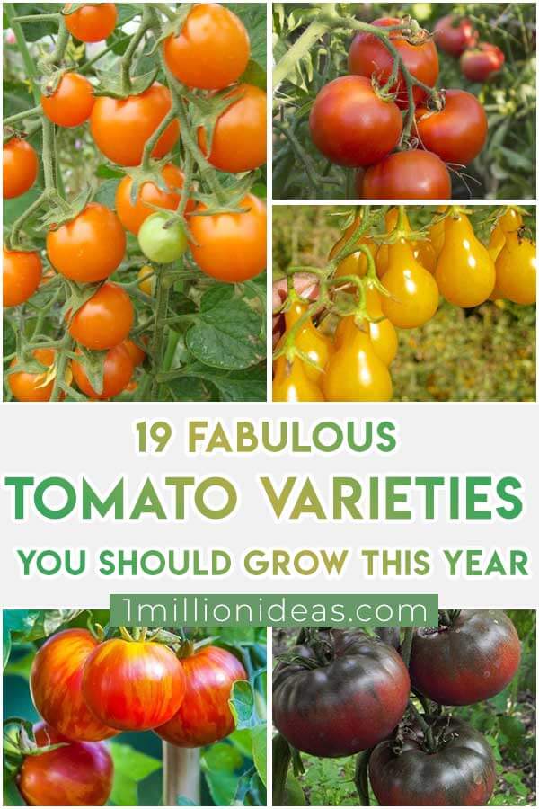 19-Fabulous-Tomato-Varieties-You-Should-Grow-This-Year-Ftf