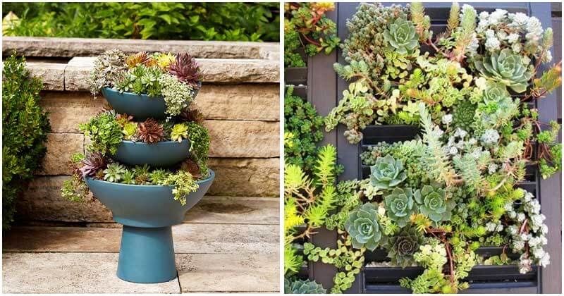20-Brilliant-Ideas-For-DIY-Vertical-Succulent-Garden-ft