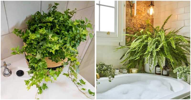 20-Plants-That-You-Should-Grow-In-Your-Bathroom-ft