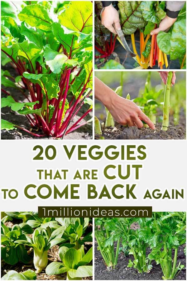 20-Veggies-That-Are-Cut-To-Come-Back-Again