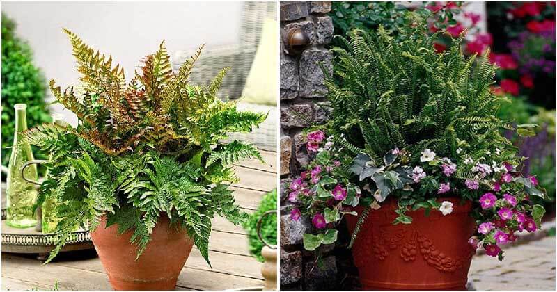 21 Best Ferns To Grow In Containers