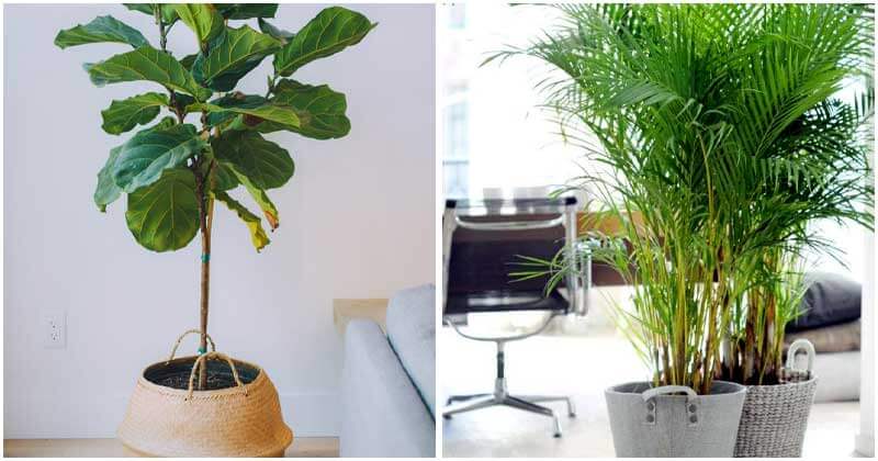 25-Best-Tall-Indoor-Plants-For-Home-And-Office-ft