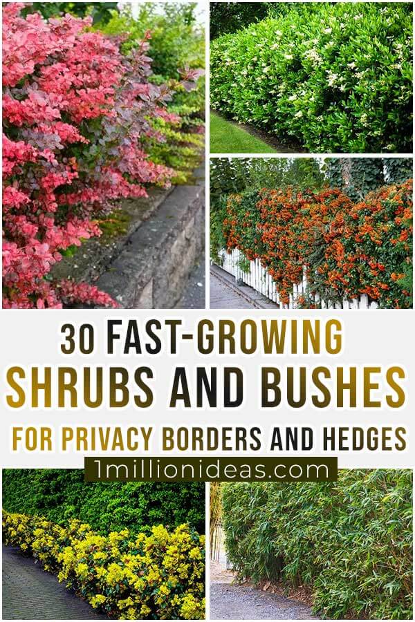 30-Fast-Growing-Shrubs-And-Bushes-For-Privacy-Borders-And-Hedges