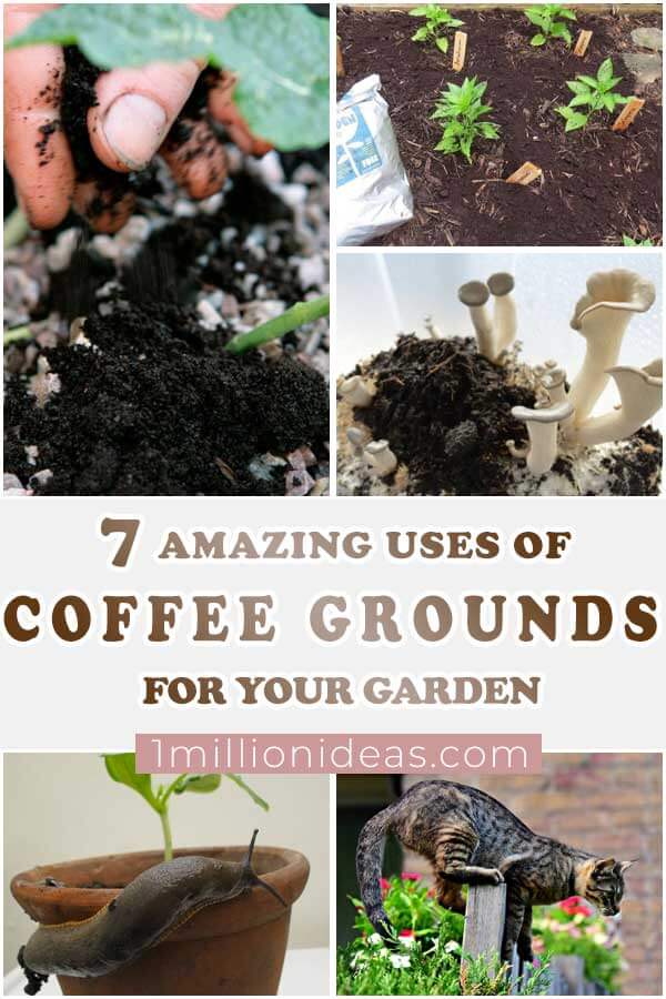 7-Amazing-Uses-Of-Coffee-Grounds-For-Your-Garden