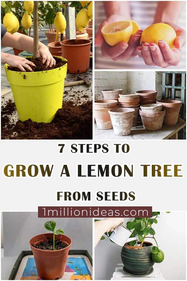 7-Steps-To-Grow-A-Lemon-Tree-From-Seeds