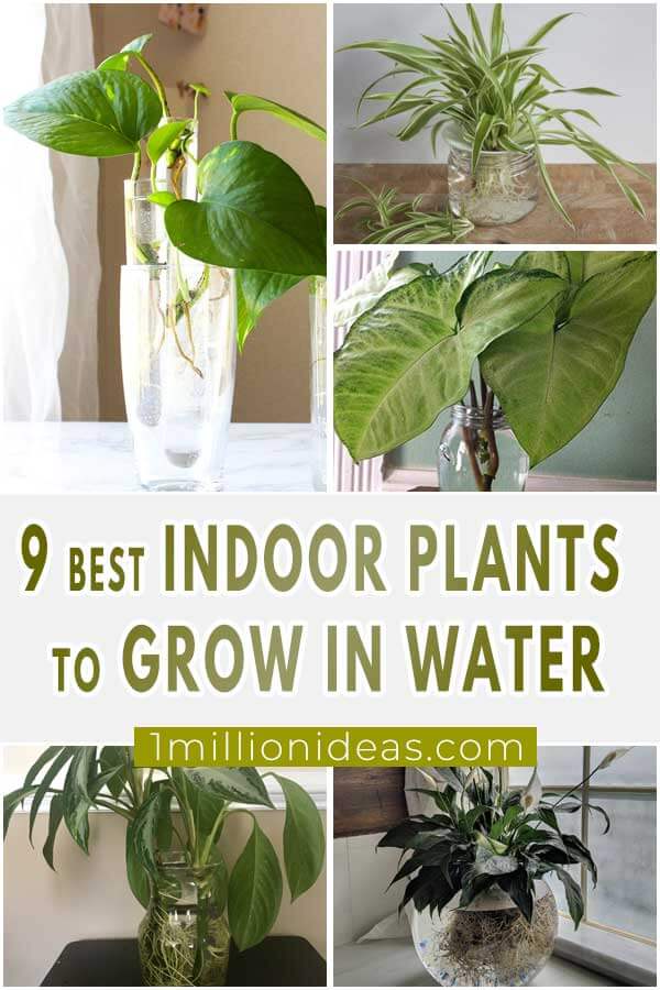 9-Best-Indoor-Plants-To-Grow-In-Water