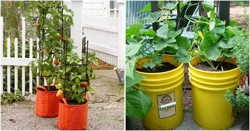 Best DIY And Cheap Container Vegetable Gardening Ideas