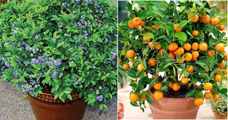 13 Easiest Fruits and Berries To Grow In Container Garden