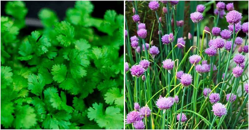 15 Herbs Can Grow Well In Shade