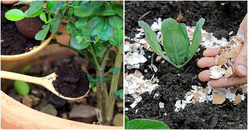 13 Organic Fertilizers That You Can Make By Yourself For Garden - 71