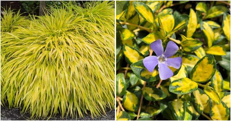 15-Gold-Foliage-Plants-That-Will-Shine-In-Your-Garden-ft