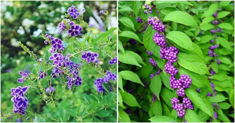 18 Best Beautiful Purple Flowering Shrubs For Your Garden