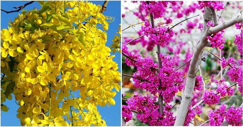 25 Beautiful Trees And Shrubs That Can Bloom For The Longest Time