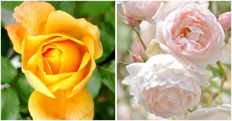 30-Gorgeous-Rose-Varieties-ft