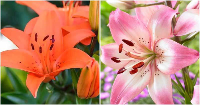 30-Most-Beautiful-Lily-Varieties-For-Your-Garden-Ft1