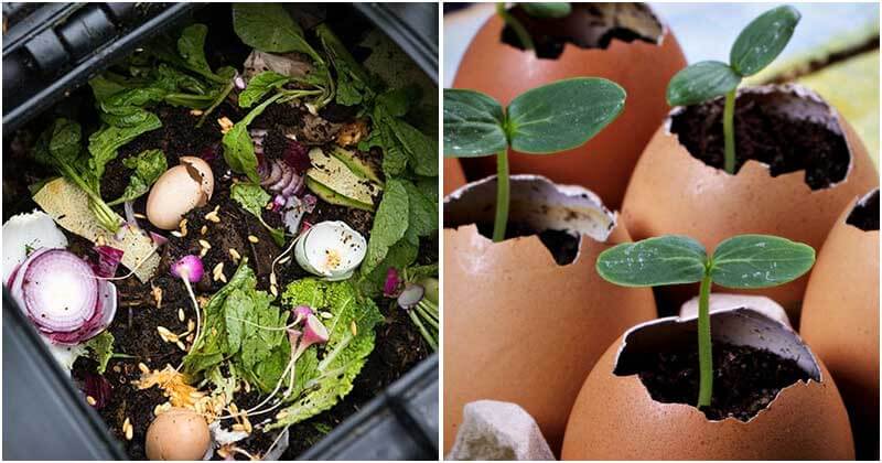 8 Best Ways For Using Eggshells In Your Garden