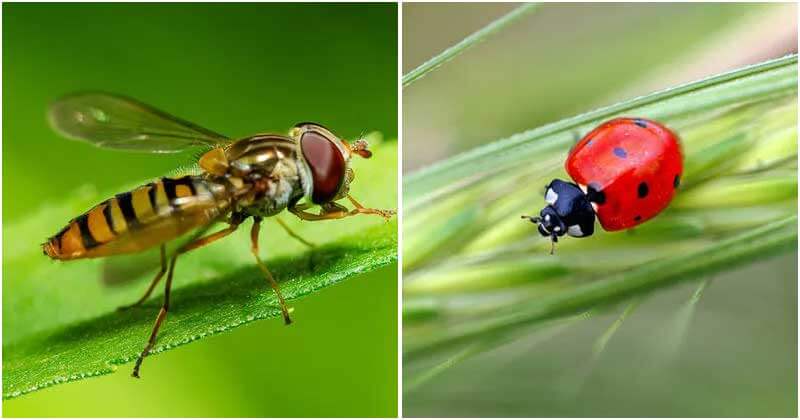 Beneficial Bugs For Your Garden That You Should Know