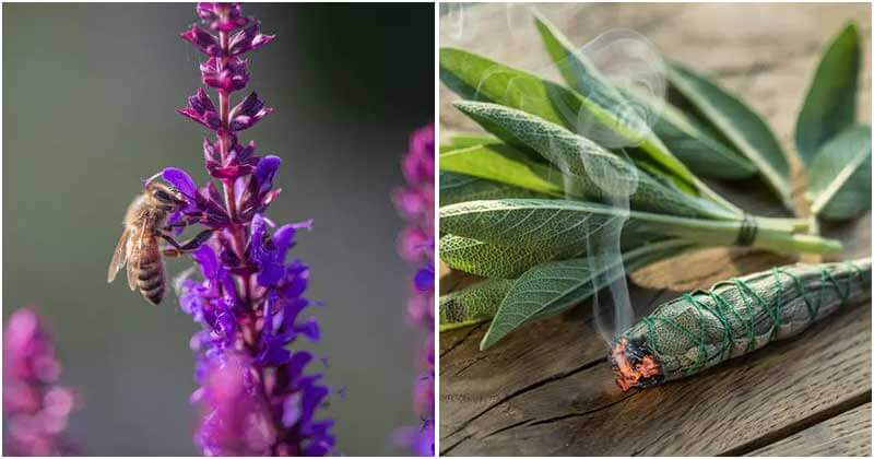 Reasons To Grow Sage In Your Garden